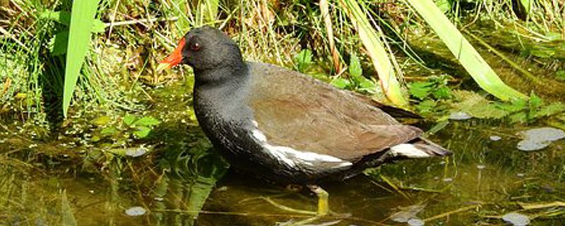 黑水鸡养殖技术