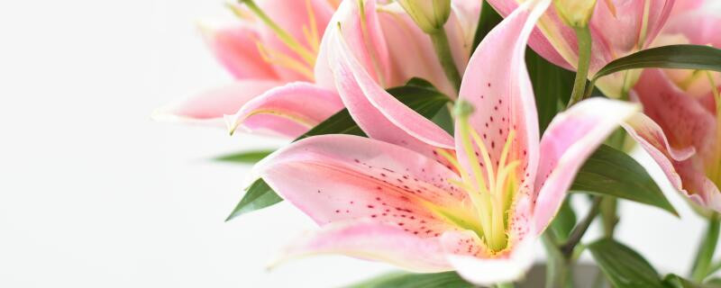 香水百合多久浇一次水