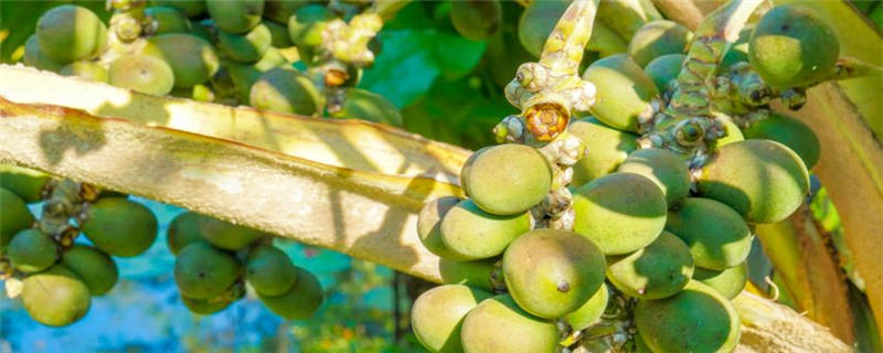 种植葡萄树的注意事项