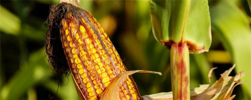 巴基斯坦主要农作物