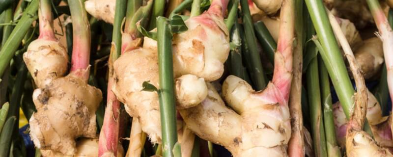 生姜种植用什么农药