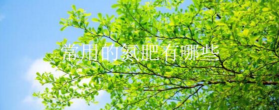 常用的氮肥有哪些