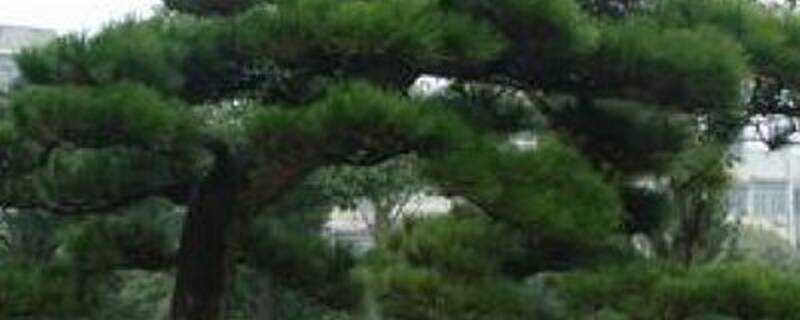 黑松什么时候剪枝迫芽