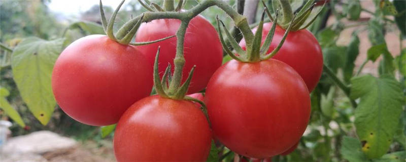 西红柿裂果怎么控制
