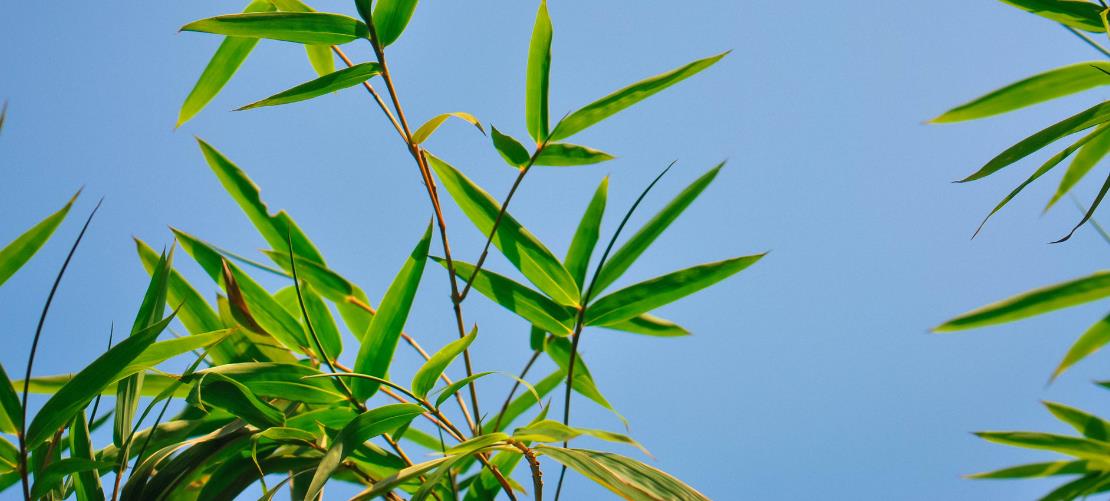 富贵竹种植注意事项