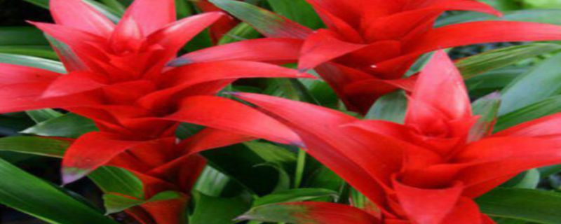 小红星种植注意事项