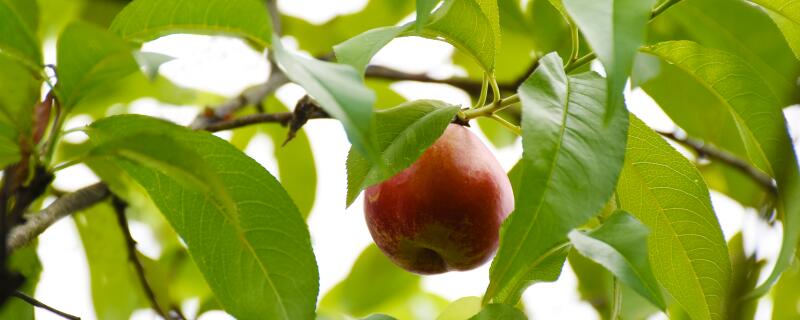 中油桃20号品种介绍