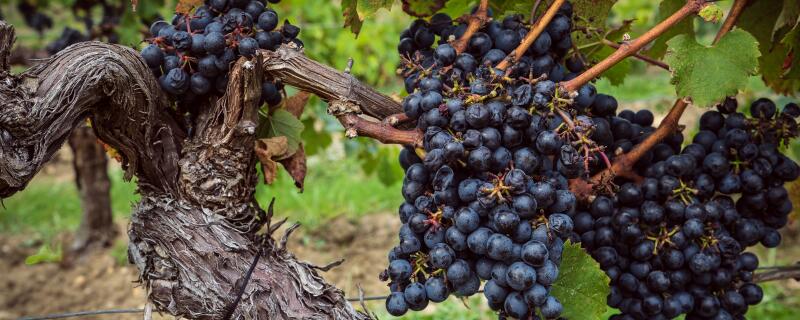 哪个葡萄产量高