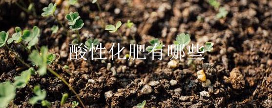 酸性化肥有哪些