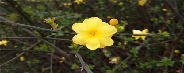 连翘和迎春花的区别有哪些