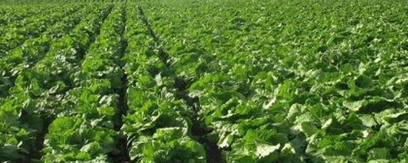 青菜喷农药最佳时间