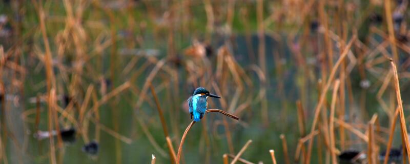 翠鸟生活环境在哪里