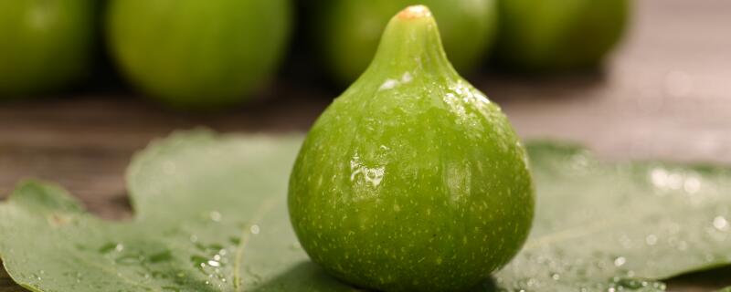 种无花果种植注意事项