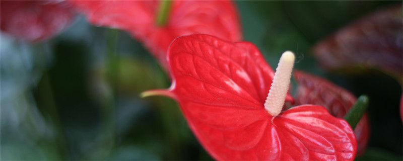 夏季红掌种植注意事项