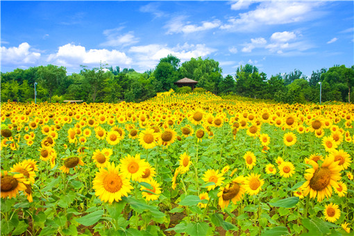 向日葵开花时间及寓意