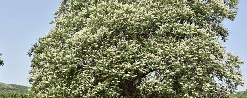 娑罗树种植注意事项