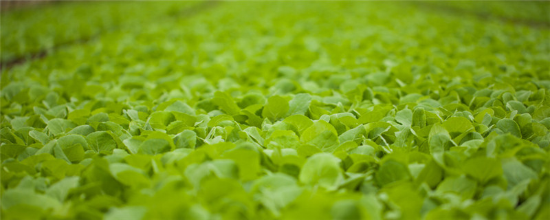 青菜的种植注意事项