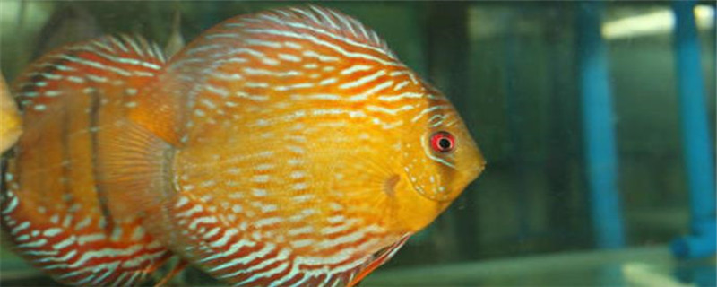 七彩吃什么饲料