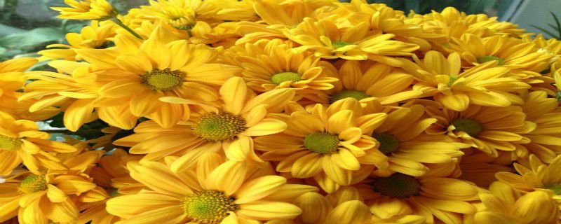 菊花靠什么传播种子