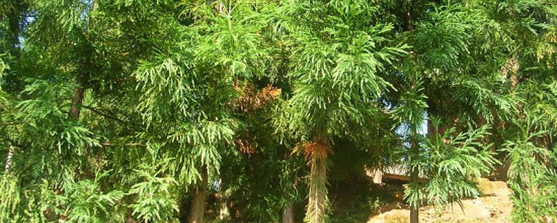 柳杉栽培什么时候修剪枝