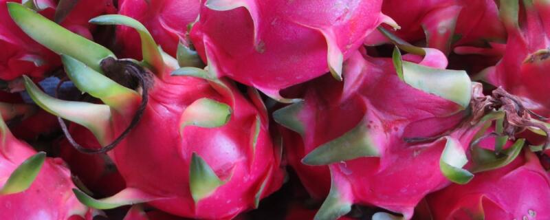 北方火龙果怎么过冬