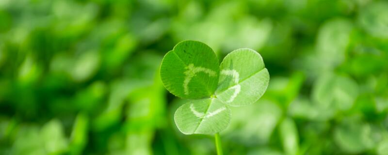 白三叶草种植注意事项