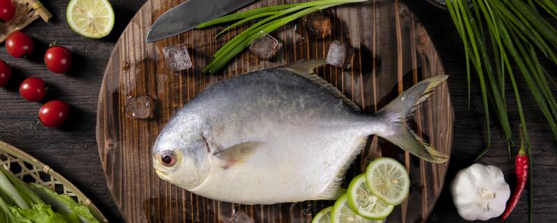 金仓鱼是海鱼吗