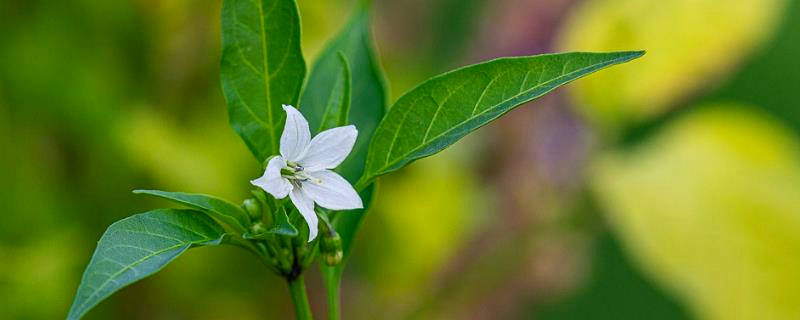 盆栽花椒树的种植方法