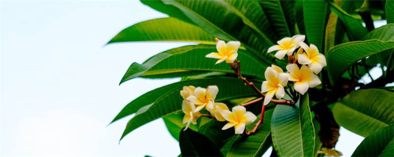 鸡蛋花怎么施肥