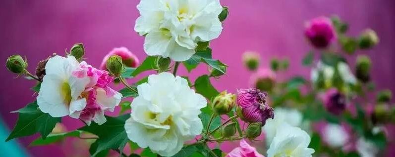 芙蓉花怎么施肥