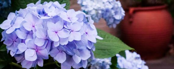 绣球花种子催芽方法