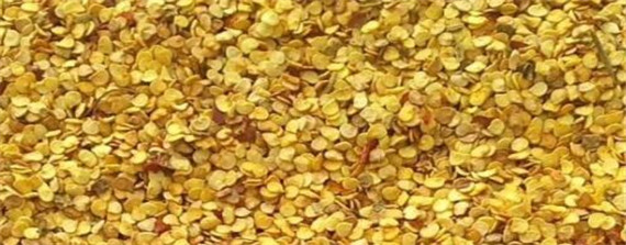 最有效的辣椒催芽方法