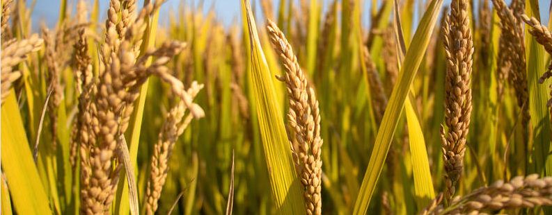 水稻负泥虫用什么防治