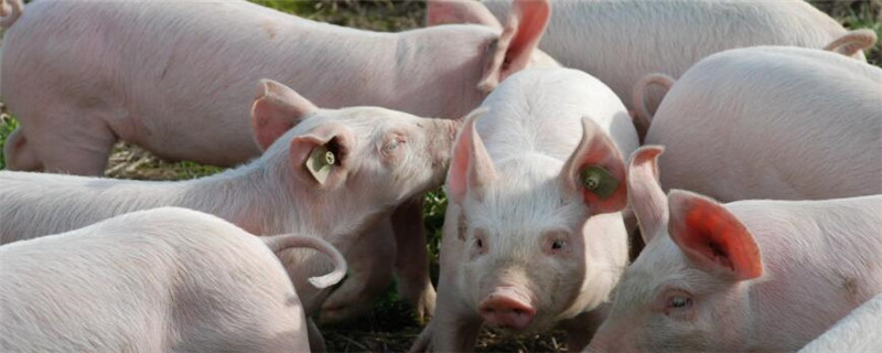 生猪禁运省有哪些省份
