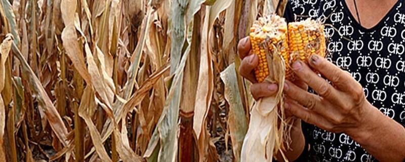 金庆202玉米种子介绍