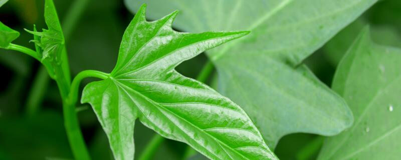 红薯秧苗怎么种