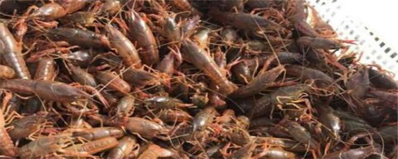 哪里有养殖龙虾