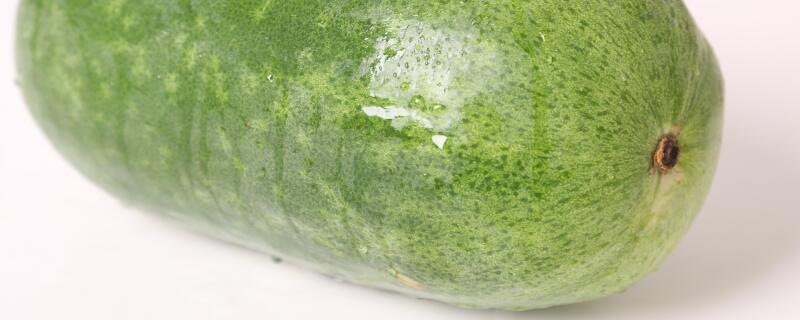 庞大的冬瓜生长在哪里