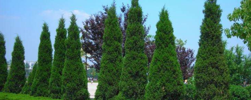 圆柏是什么植物