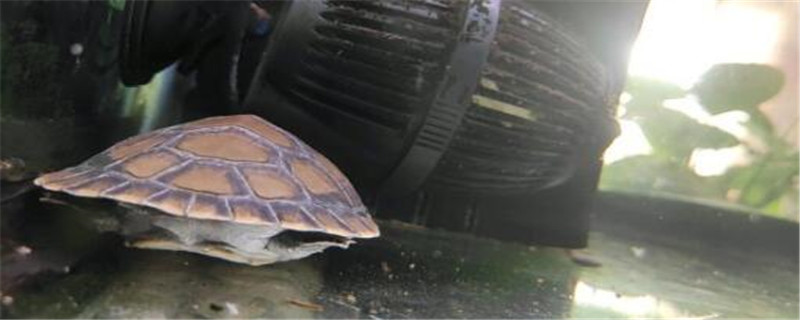 侧颈龟和什么混养
