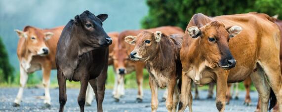 安格斯牛一年能长多大