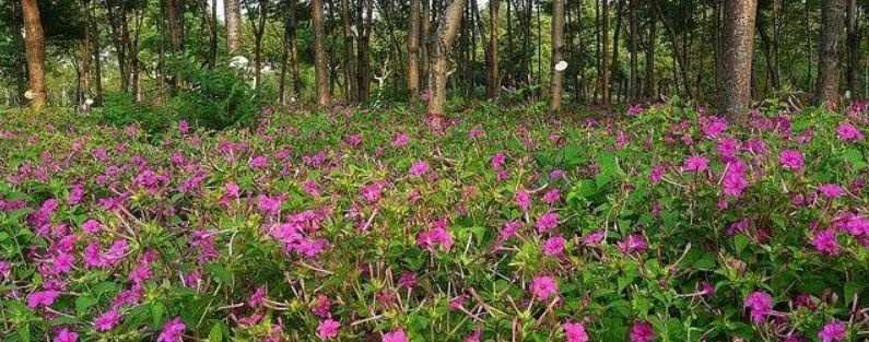 洗澡花种植注意事项