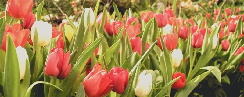 郁金香怎么施肥