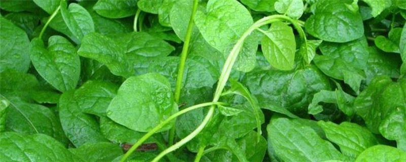 种植木耳菜注意事项