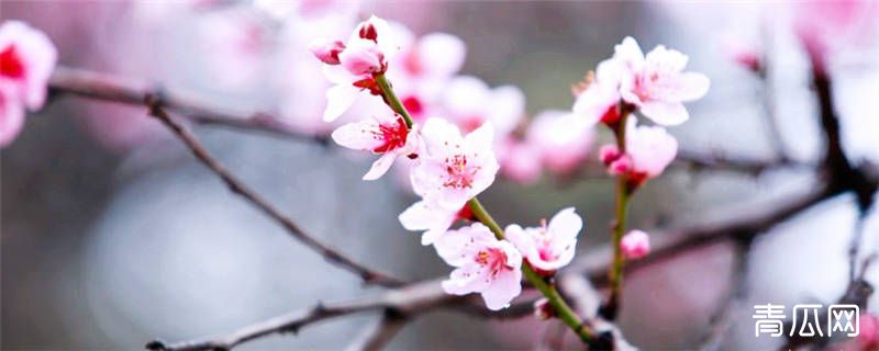 盆栽桃树种植注意事项