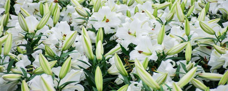 土培百合多久浇一次水