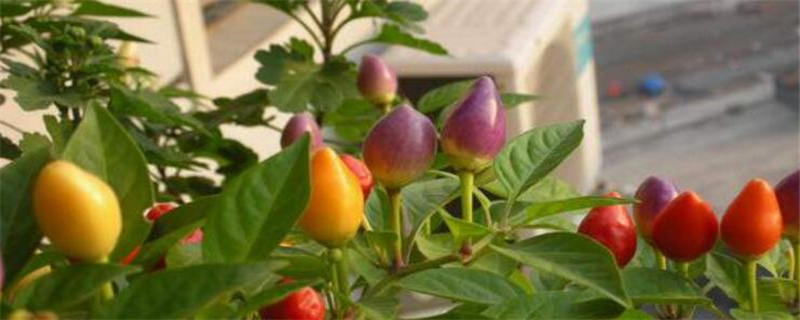 五彩辣椒什么时候播种