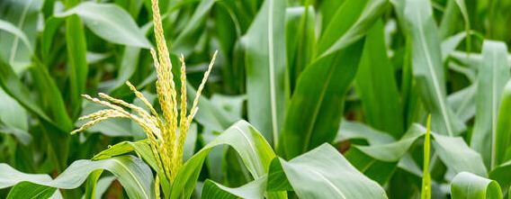 玉米抽穗后多少天成熟