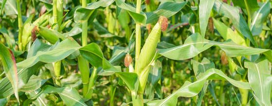 玉米专用叶面肥有哪些