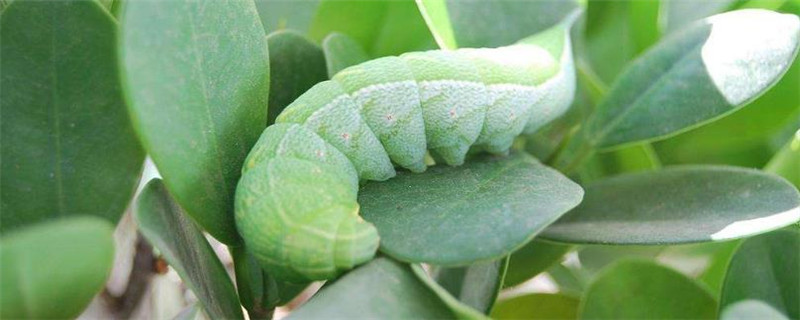 青虫用什么农药治